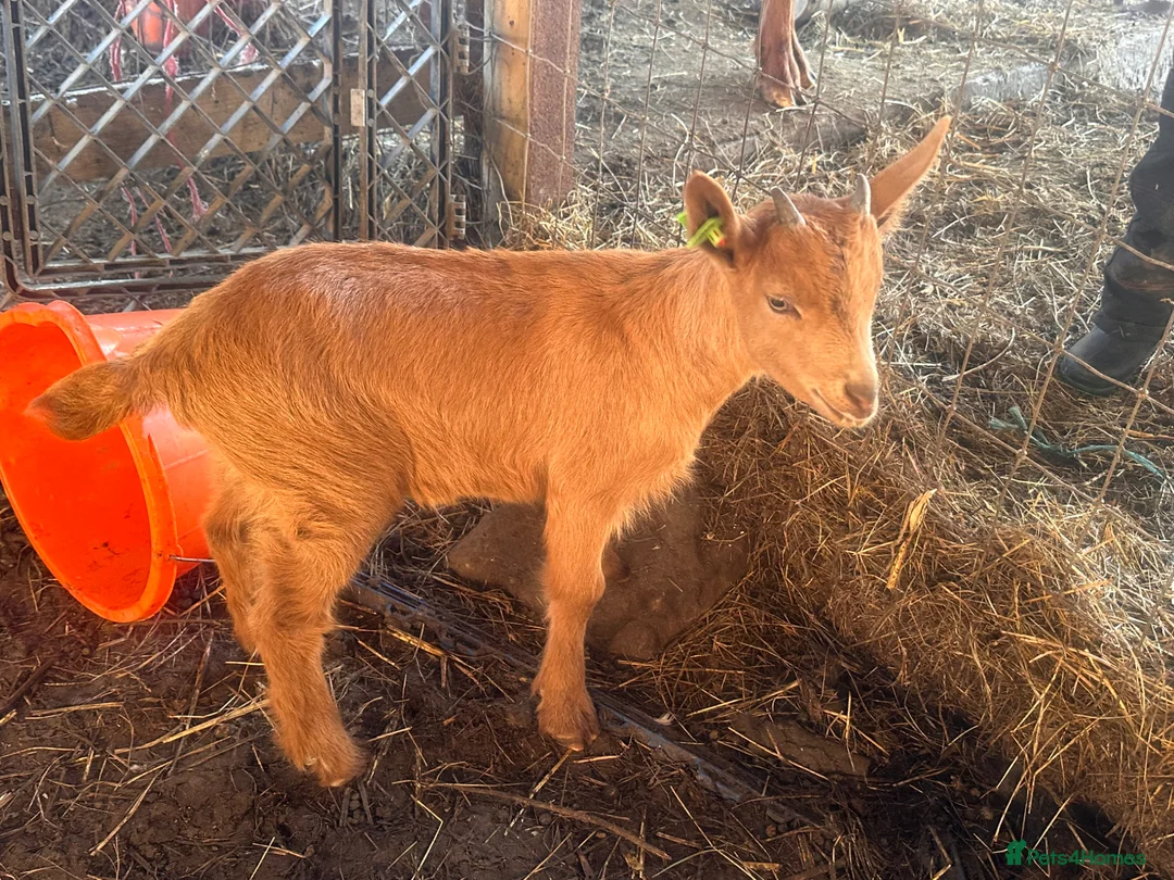 Goats livestock for sale: Royal Golden Guernsey Goats - Advert 1
