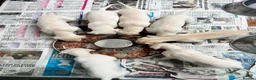 Whippet dogs for sale: Top Quality KC Reg Cream/white Whippet Puppies - Advert 5