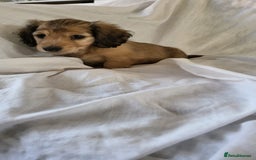 Dachshund dogs for sale: Miniature dachshunds - Image 25