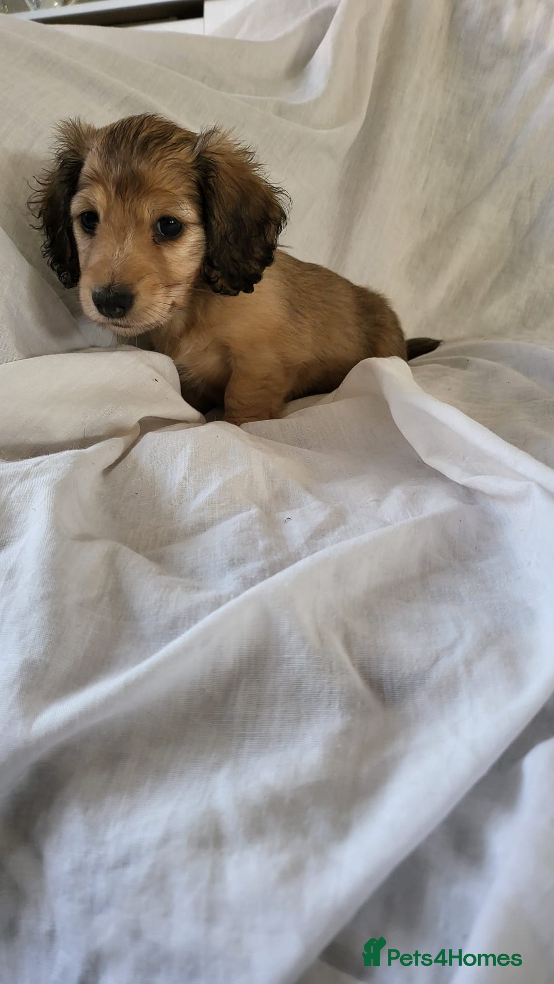 Dachshund dogs for sale: Miniature dachshunds - Image 25