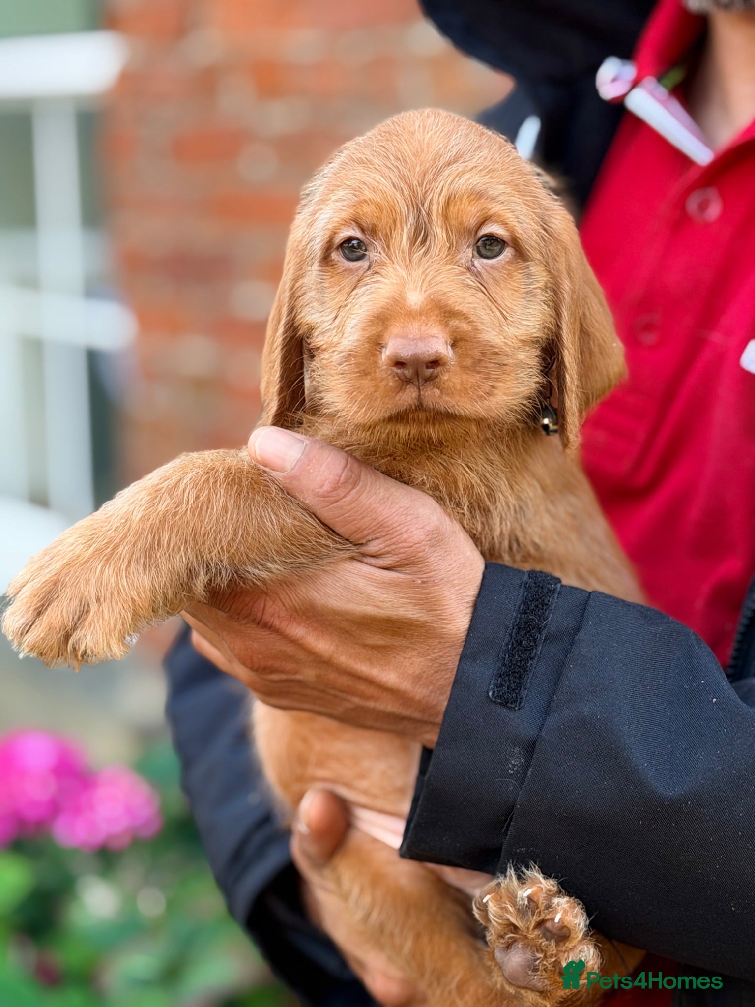 Hungarian Vizsla dogs Wirehaired Hungarian Vizsla 💕 - Advert 1