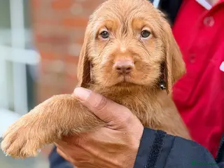 Hungarian Vizsla dogs Wirehaired Hungarian Vizsla 💕 - Advert 1