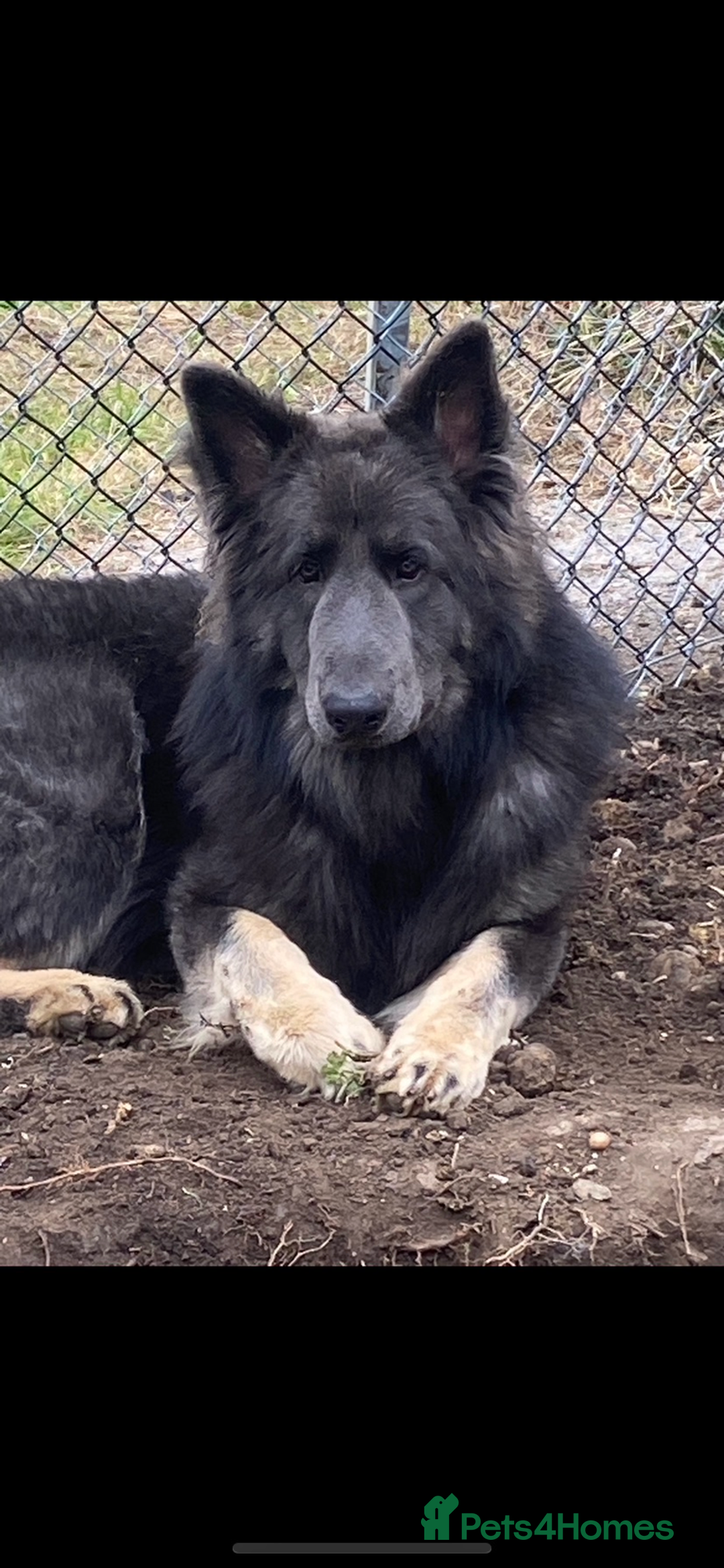 German Shepherd dogs for sale: Blue GSD’s - Advert 4