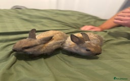Rex rabbits for sale: Sold  - Image 2