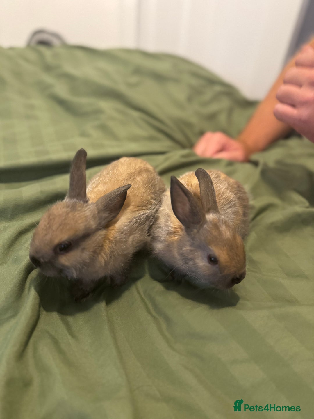 Rex rabbits for sale: Sold  - Image 2