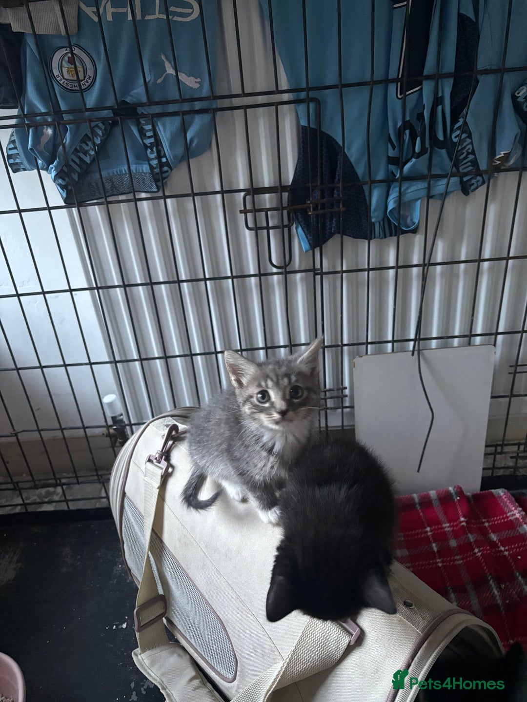 Mixed Breed cats for sale: 6 mixed breed kittens - Image 23