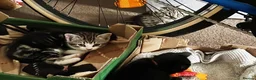 Mixed Breed cats for sale: Three chilled out goofballs - Advert 6