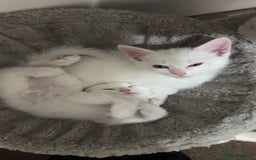 Scottish Fold cats for sale: 3 Scottish folds and 1 Scottish straight - Image 1