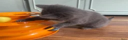Mixed Breed cats for sale: Russian blue mix kittens  - Advert 5