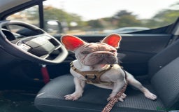 French Bulldog dogs for sale: French bulldog  - Advert 16