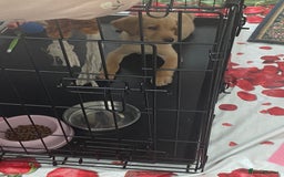 Labrador Retriever dogs for sale: Labrador Retriever  - Image 6