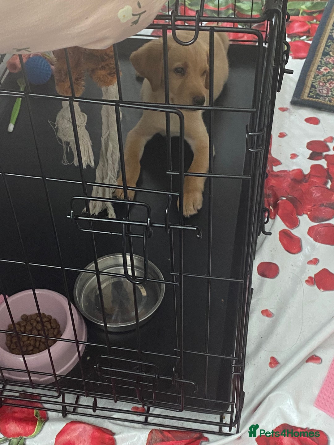 Labrador Retriever dogs for sale: Labrador Retriever  - Image 6