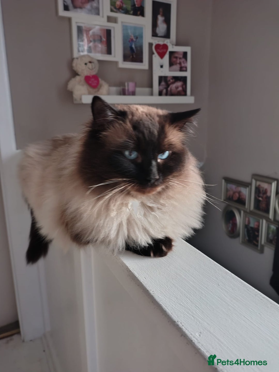 Ragdoll cats for sale: Ragdoll kittens for sale  - Advert 6