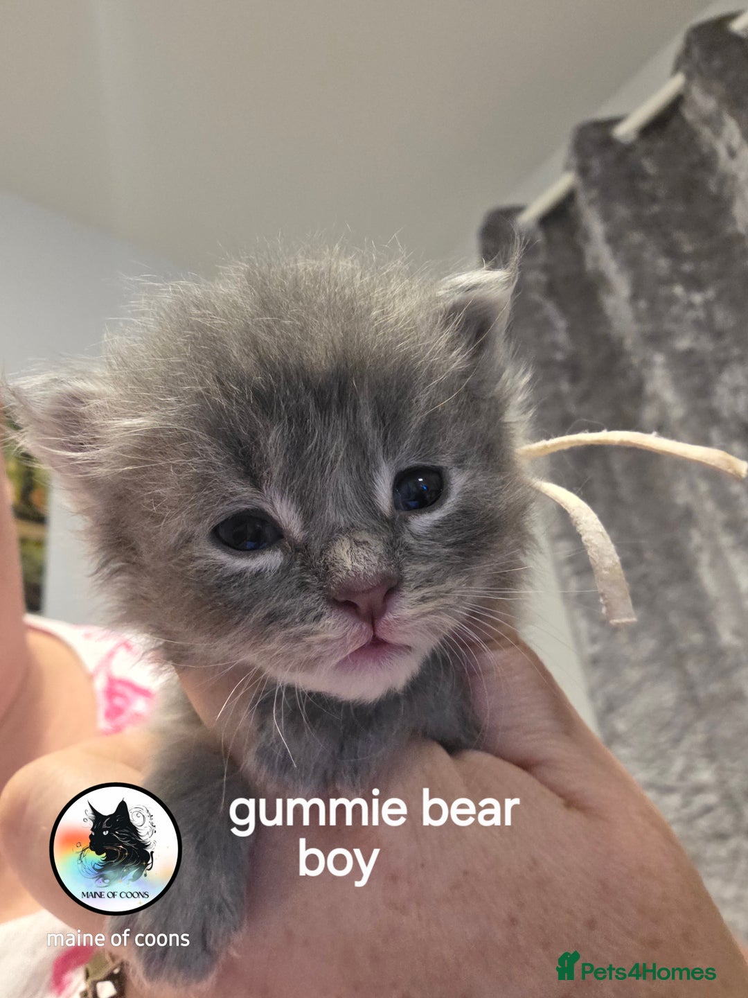 Maine Coon cats for sale: Maine coon kittens - Image 12
