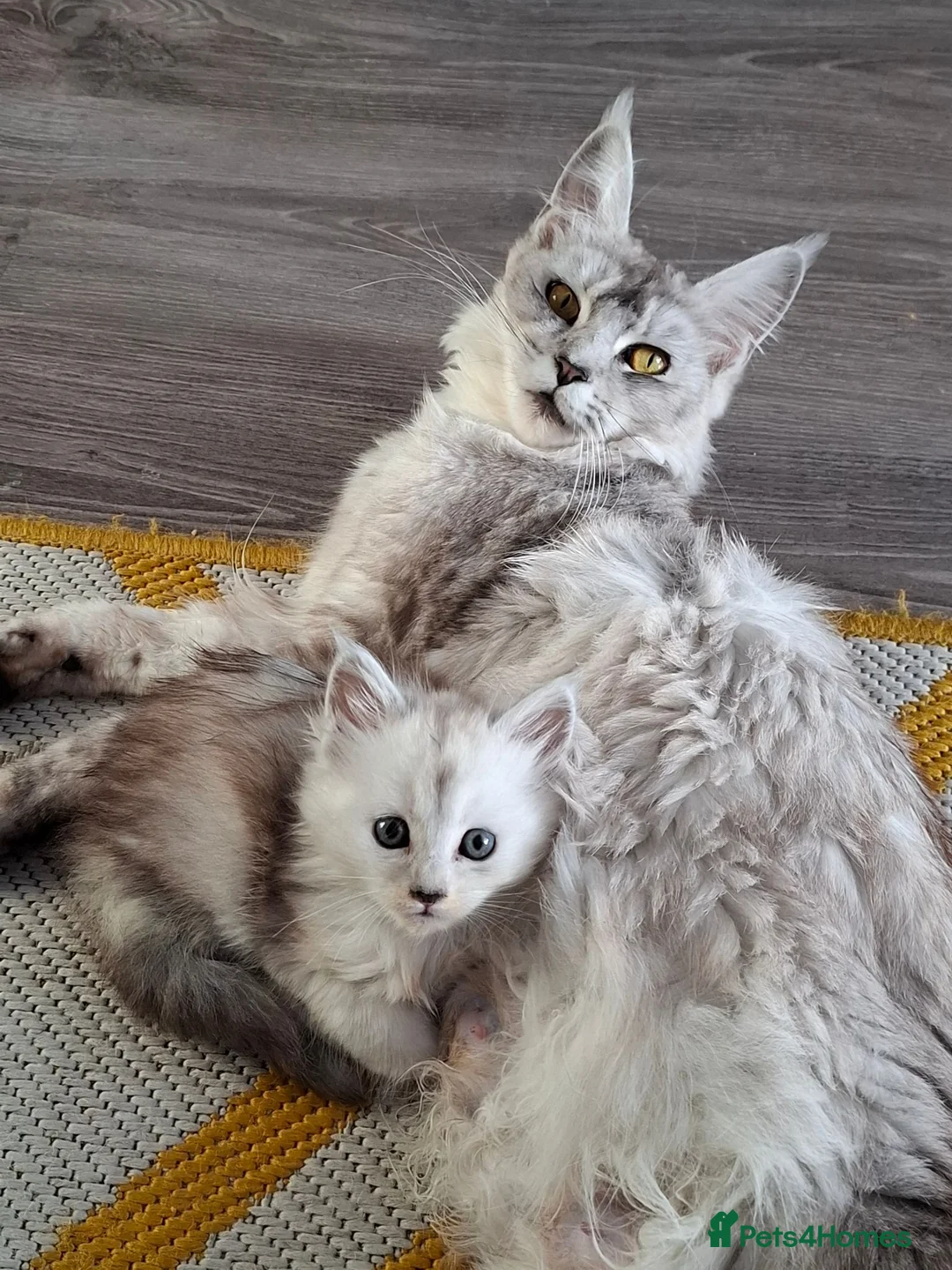 Maine Coon cats for sale: Maine Coon Kittens looking for new loving home in Birmingham - Advert 37