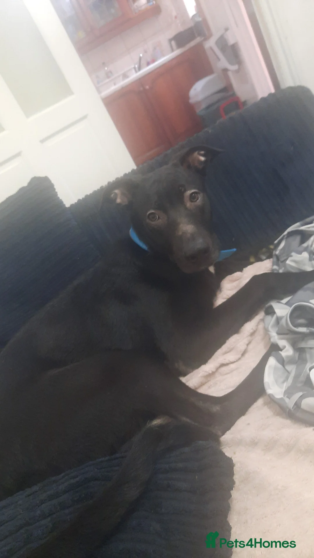 Mixed Breed dogs for sale: Male and female pup  - Advert 2