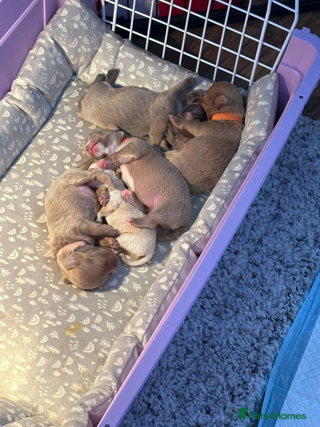 Chihuahua dogs for sale: 4 beauitful chihuahua puppies in Grimsby - Advert 8