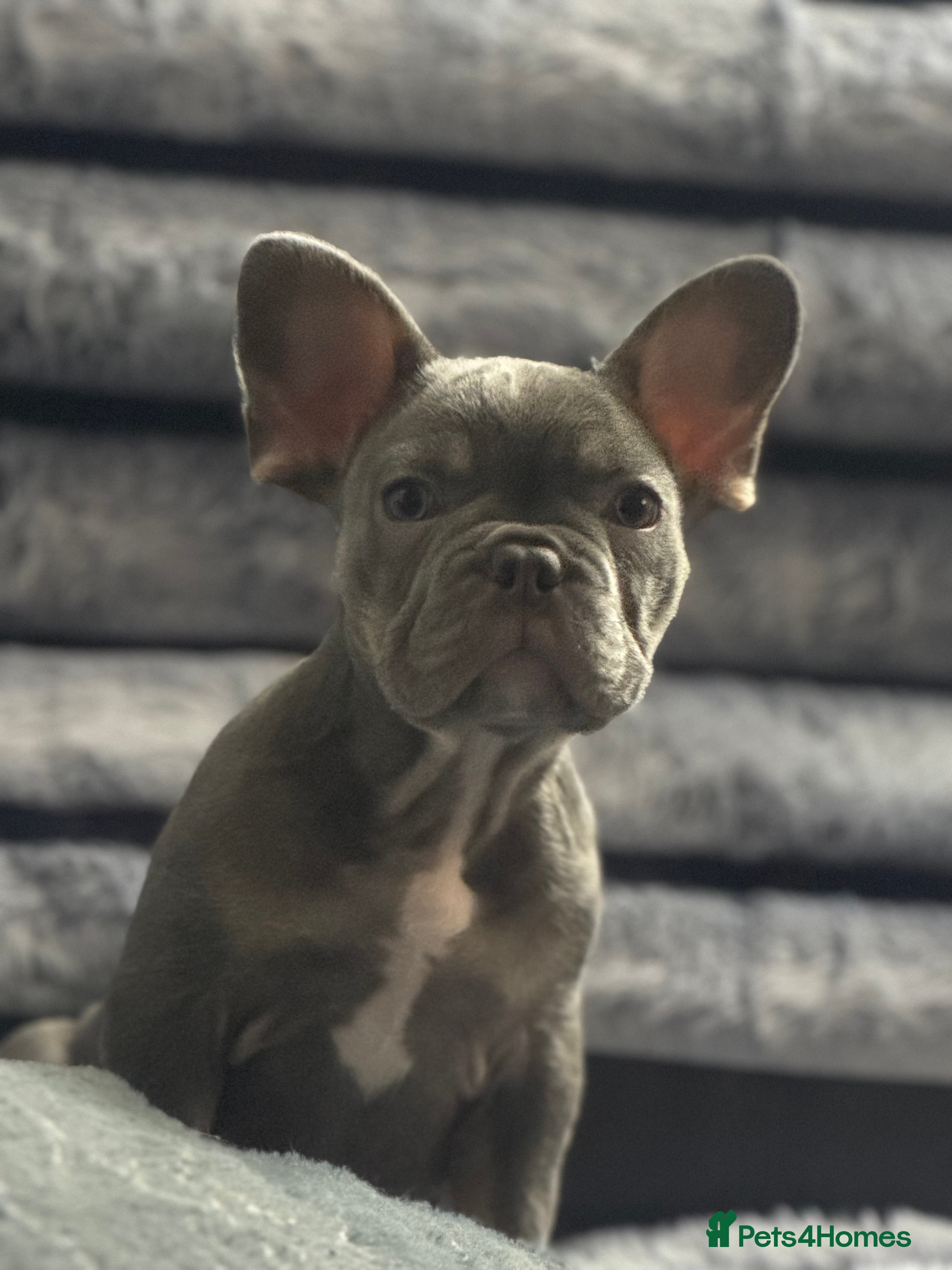 French Bulldog dogs ONE boy LEFT Out standing french bulldogs  - Advert 18