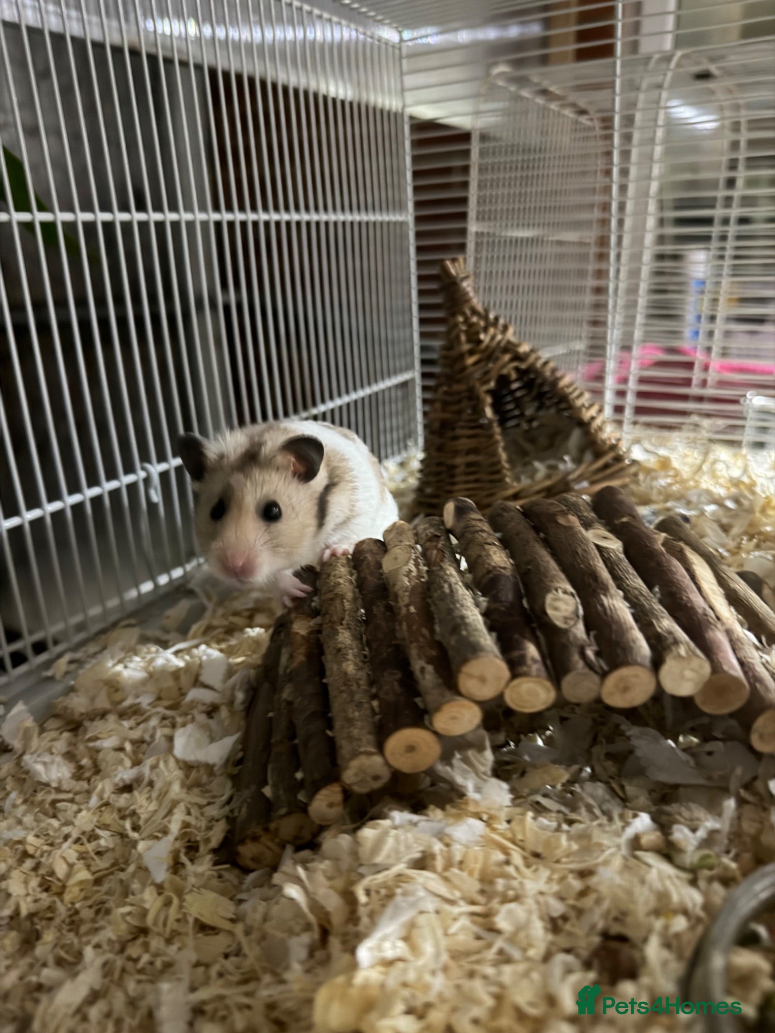 Hamster rodents Male Syrian Hamster (8 Months) With/Without Cage - Advert 1