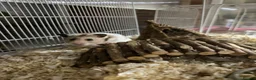 Hamster rodents for sale: Male Syrian Hamster (8 Months) With/Without Cage - Advert 1