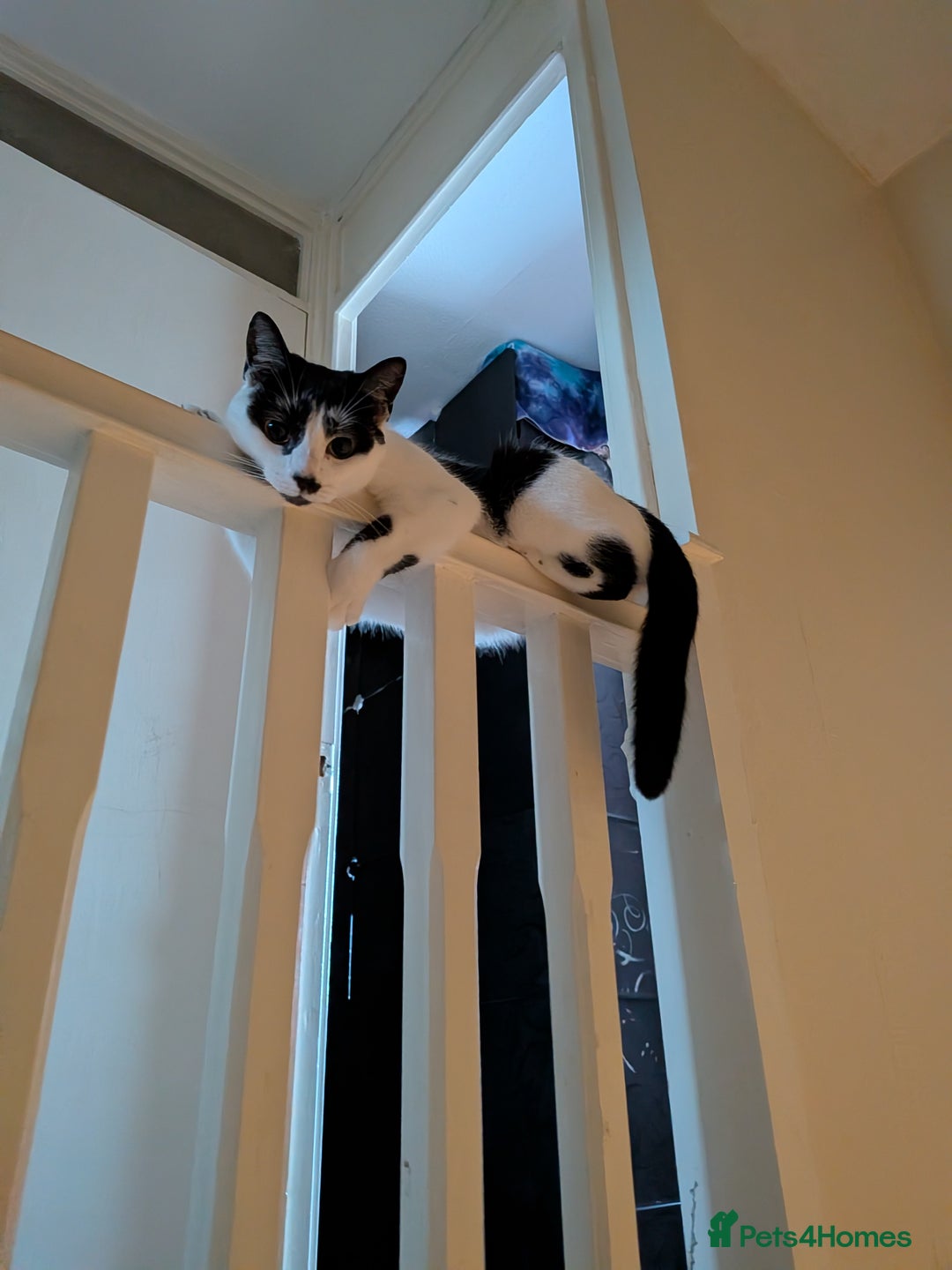 Domestic Shorthair cats for sale: Female spayed chipped vaccinated needs new home  - Advert 2