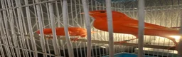 Canaries birds for sale: Pair of red factor canaries  - Advert 2