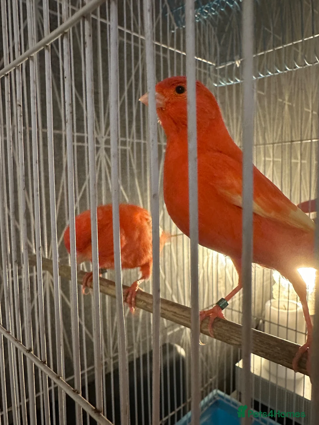 Canaries birds for sale: Pair of red factor canaries  - Advert 2