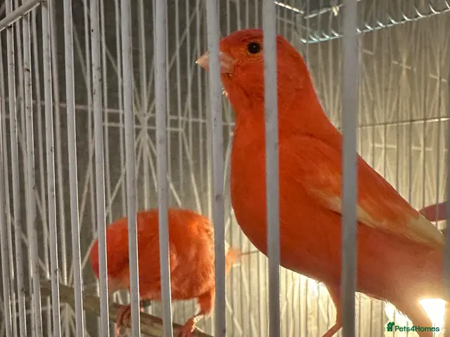Canaries birds for sale: Pair of red factor canaries - Advert 2