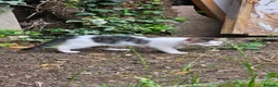 Domestic Shorthair cats for sale: Kitten  - Advert 7