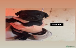 Patterdale Terrier dogs for sale: Patterdale terrier puppies  - Image 3