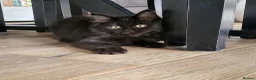 Mixed Breed cats for sale: Beautiful Maine Coon x Ragdoll Kittens for Sale - Advert 4