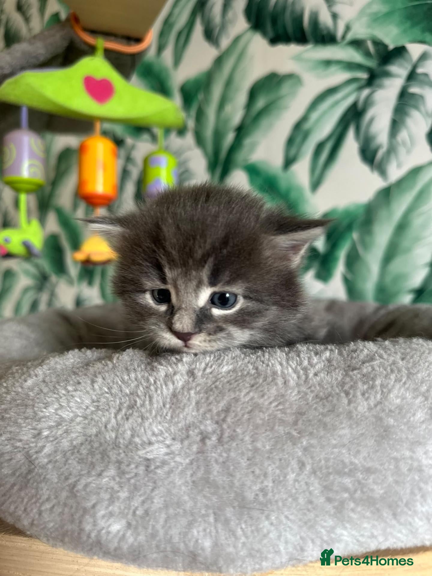 Siberian cats Traditional Siberian Tica reg, healthtested Boys  - Advert 2