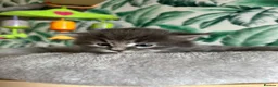Siberian cats for sale: Traditional Siberian Tica reg, healthtested Boys  - Advert 2