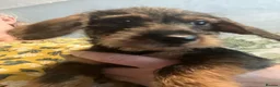 Dachshund dogs for sale: Wirehaired Dachshund Teckel KC registered puppies  - Advert 5