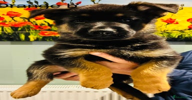 German Shepherd dogs - Advert 4