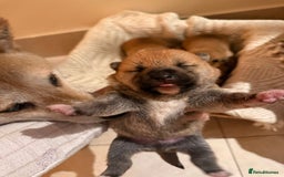 Japanese Shiba Inu dogs for sale: beautiful red Japanese Shiba Inu puppies  - Image 11