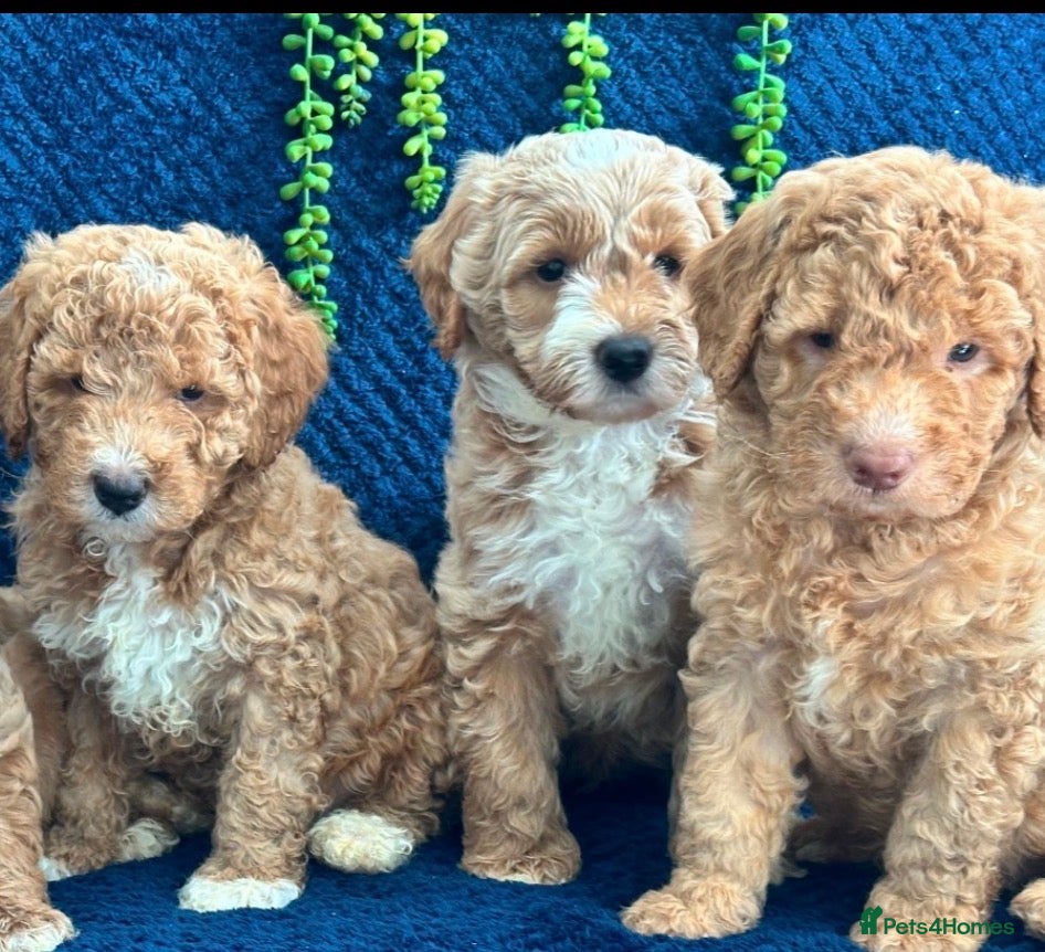 Australian Labradoodle dogs *3 boys ready now 🏡* Australian labradoddles - Advert 1