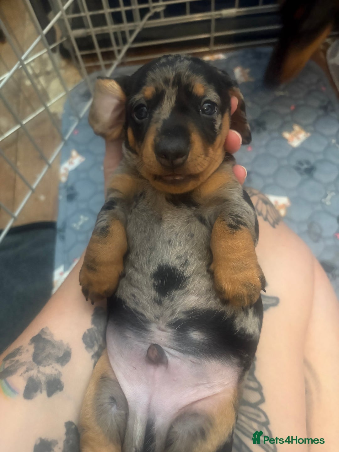 Miniature Dachshund dogs for sale: Venus is a mama to 5! - Image 34