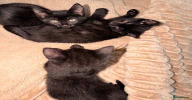 Domestic Shorthair cats - Advert 7