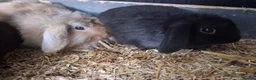 Mini Lion Lop rabbits for sale: Mini lop x lion heads - Advert 20