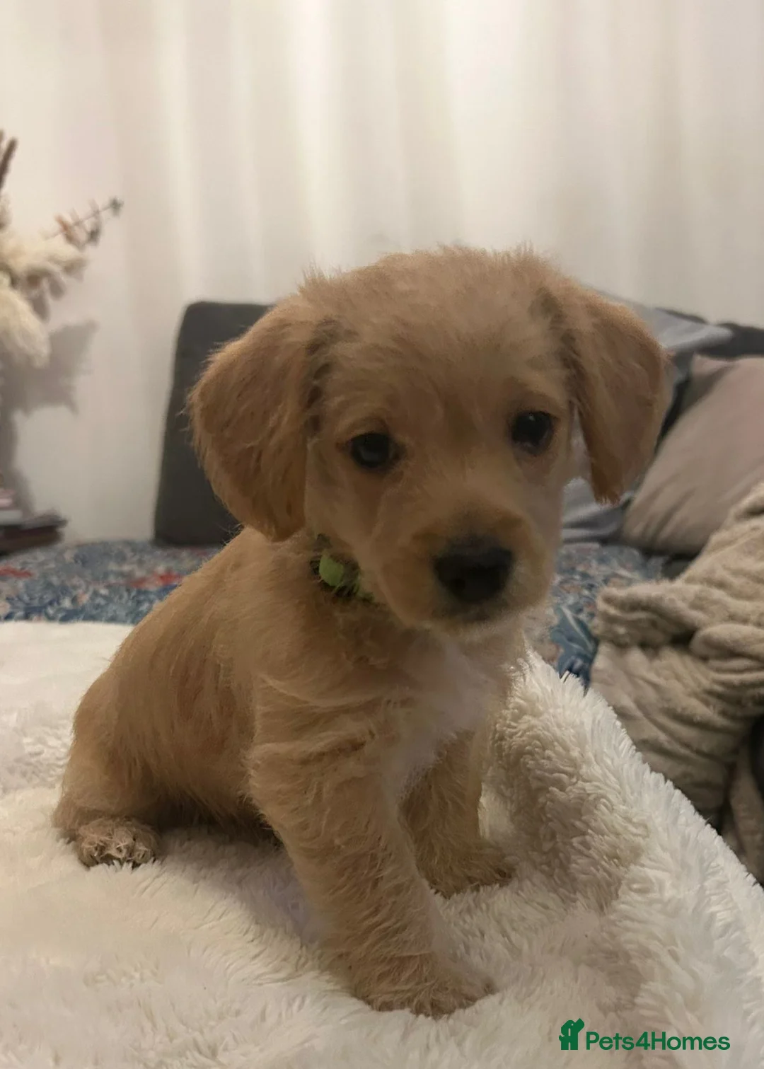 Jackapoo dogs for sale: Jackapoo puppies - Advert 1