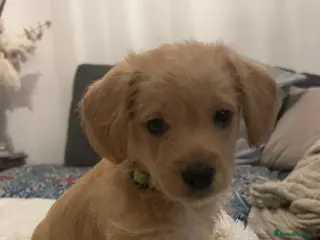 Jackapoo dogs Jackapoo puppies - Advert 1