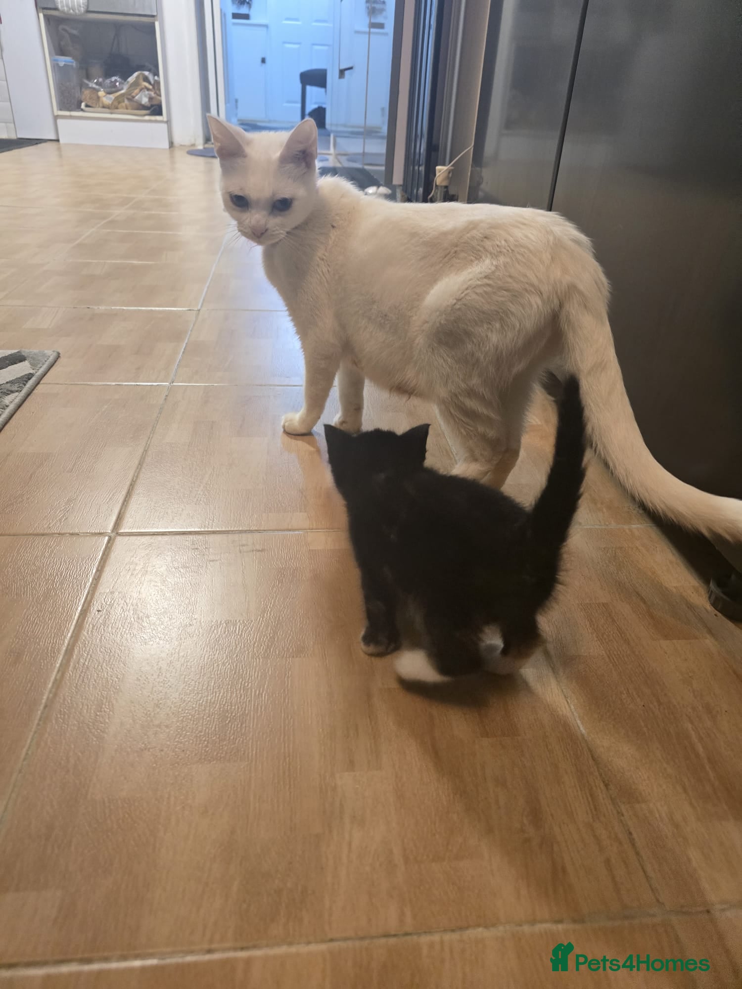 Mixed Breed cats 2 white kittens and 1 3-coloured for sale - Advert 3