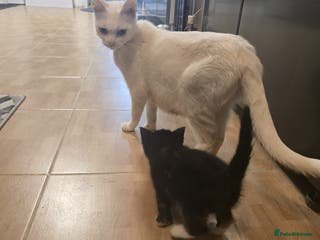 Mixed Breed cats 1 white kitten - Advert 6