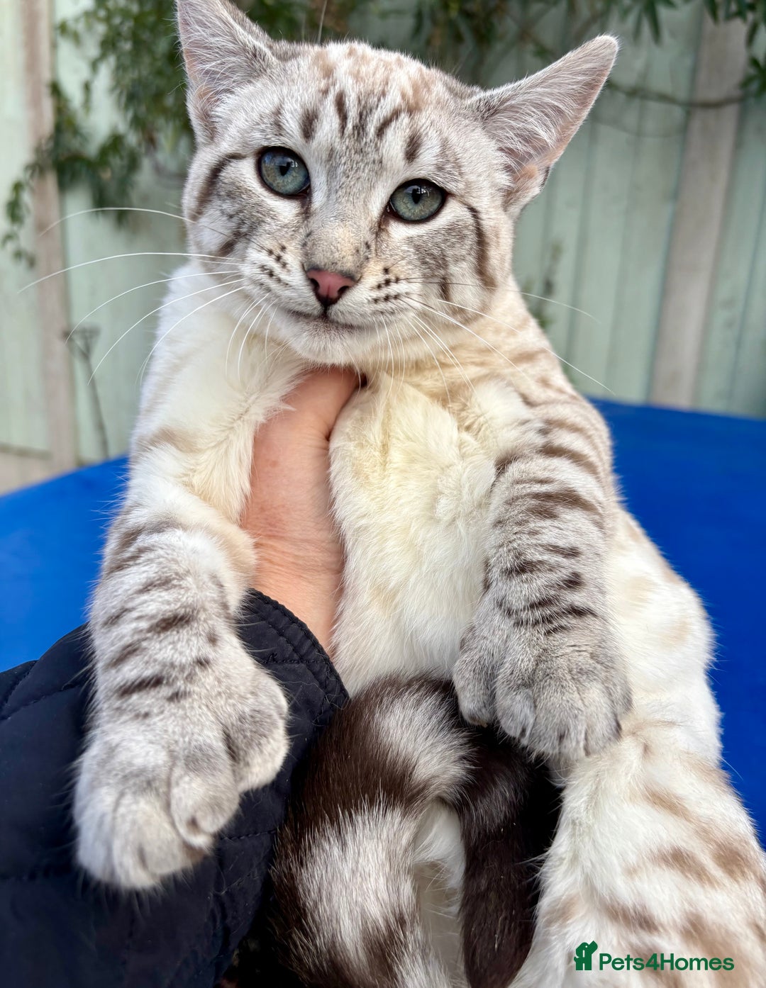 Savannah cats for sale: Superb wild looking snow leopard female  - Advert 11