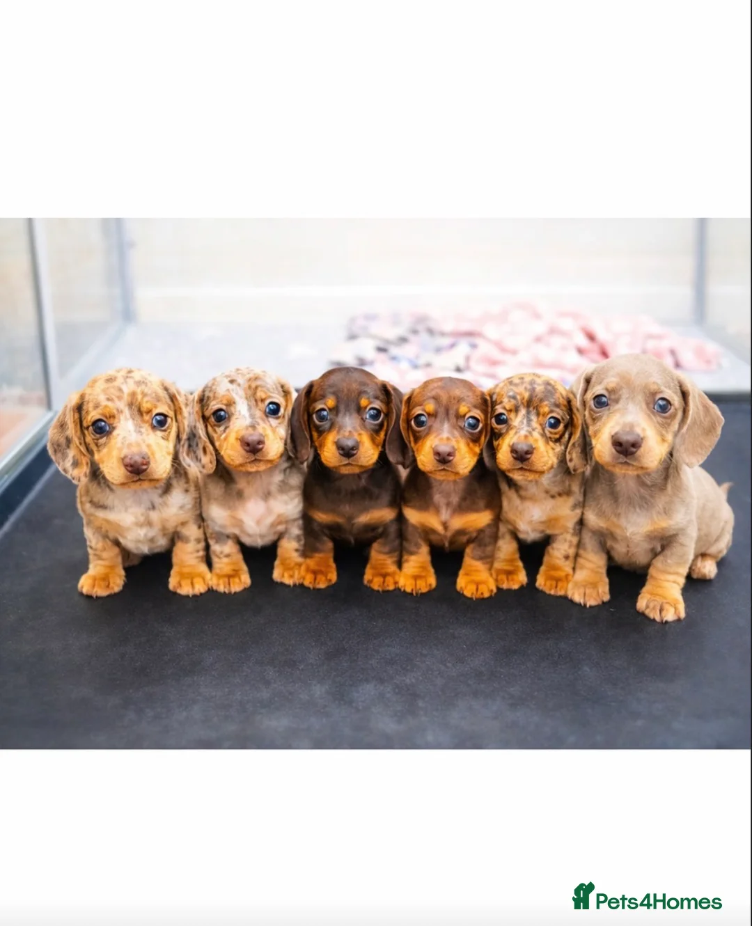 Miniature Dachshund dogs for sale: KC Mini Dachshunds 2 Beautiful girls Ready!! - Advert 1