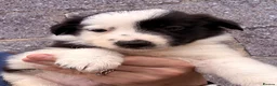 Border Collie dogs for sale: Gorgeous Border collie pups. KC registered.  - Advert 30