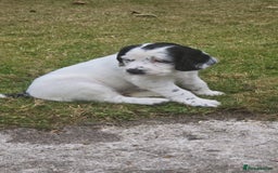 Mixed Breed dogs for sale: Spaniel/collie pup for sale - Image 1