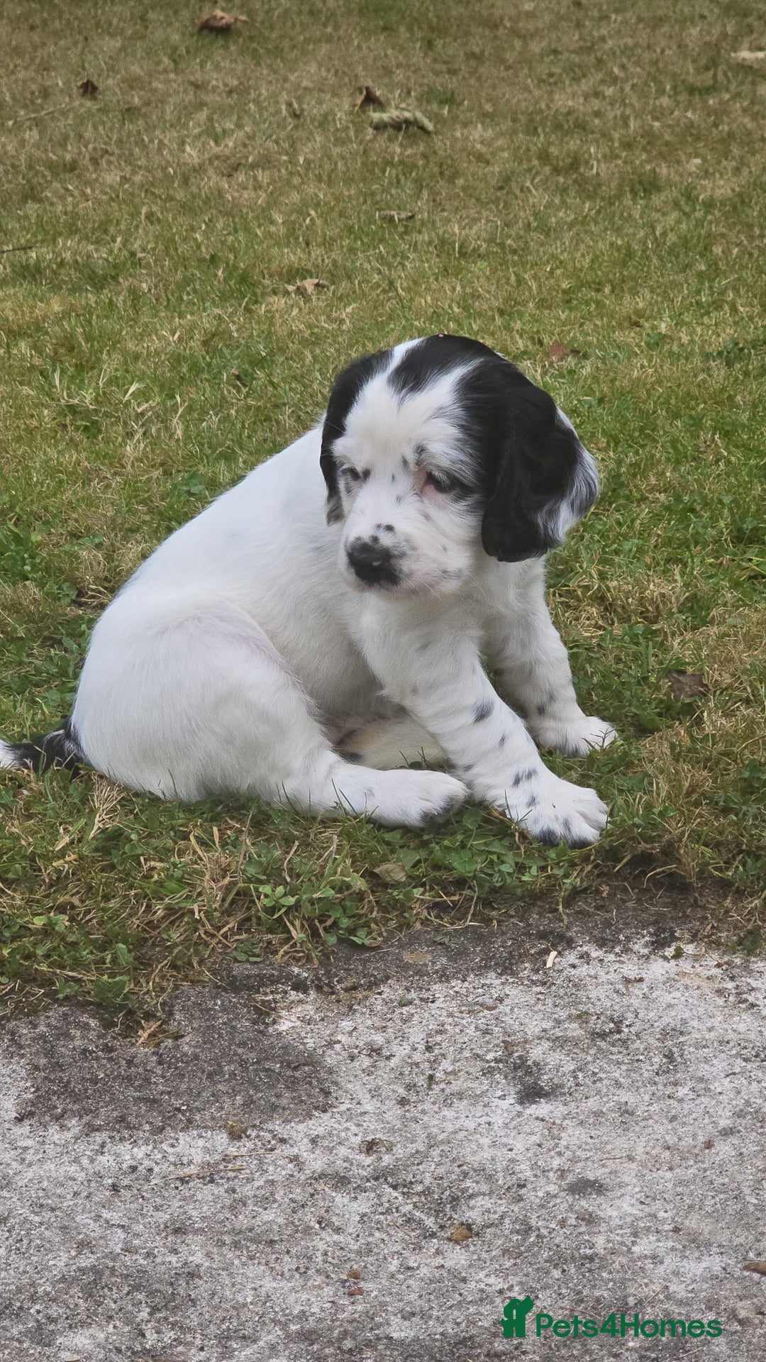 Mixed Breed dogs for sale: Spaniel/collie pup for sale - Image 1
