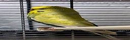 Budgerigars birds for sale: Budgies available for new homes - Advert 1